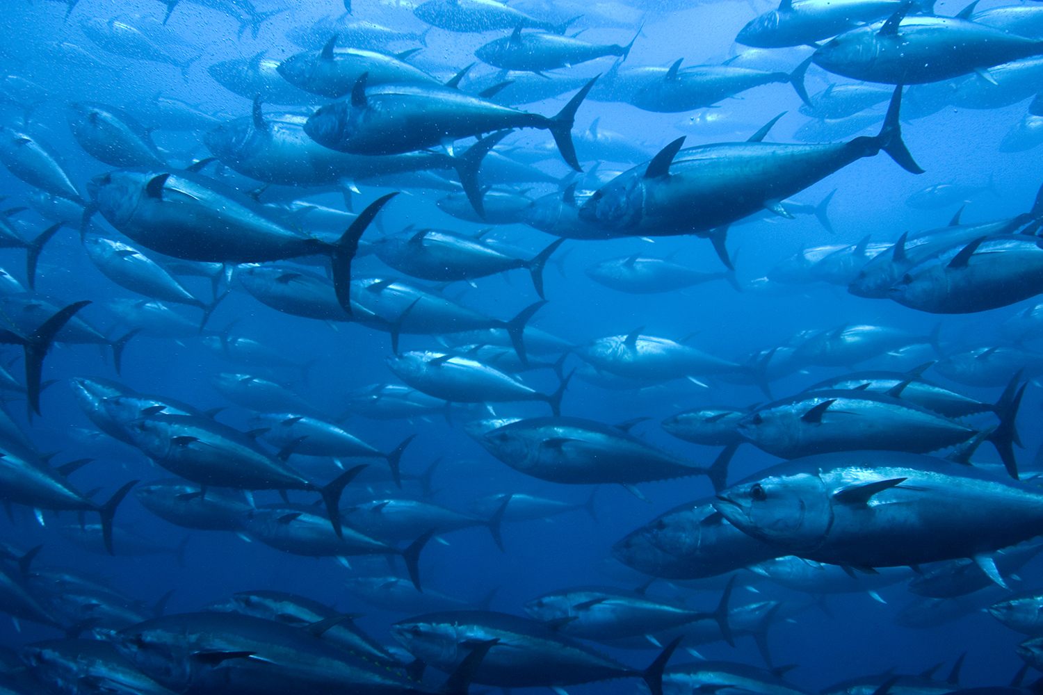 Bluefin Tuna