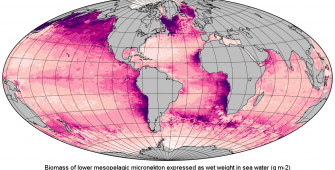 micronekton zooplankton copernicus fisheries